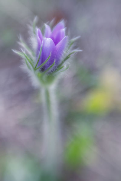 Leánykökörcsin, augusztus