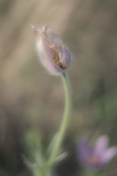 Szeptemberi hervadás