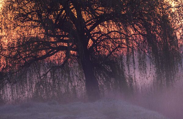 Harmatos hajnal hasad