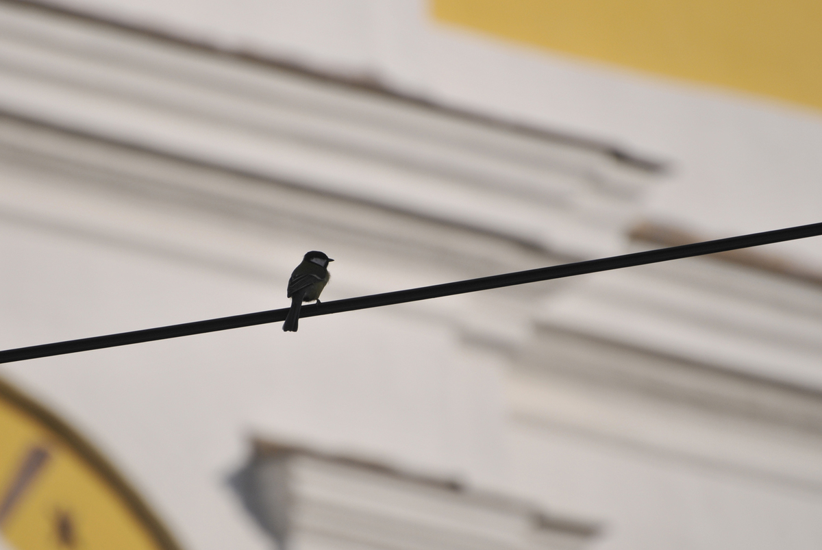 Gaál Zoltán Péter