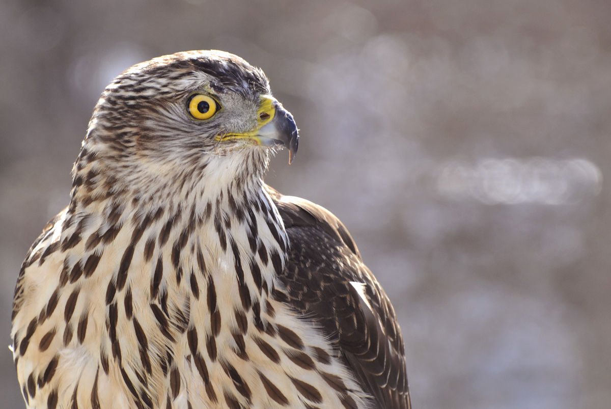 Gaál Zoltán Péter