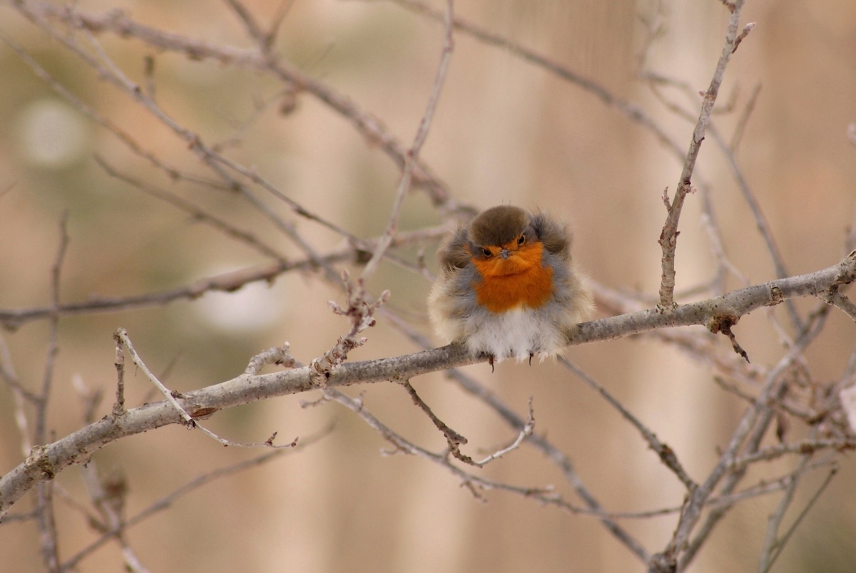Laczkó-Magyar György
