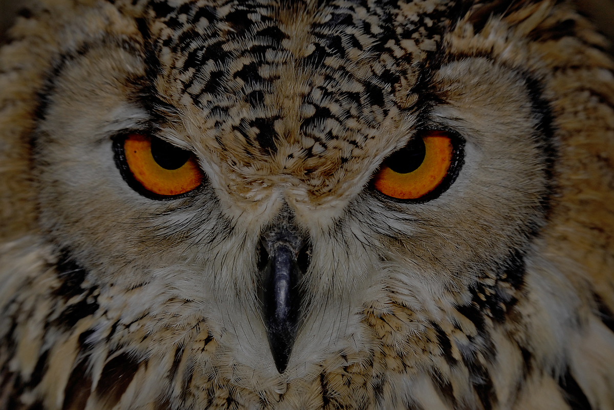 Gaál Zoltán Péter