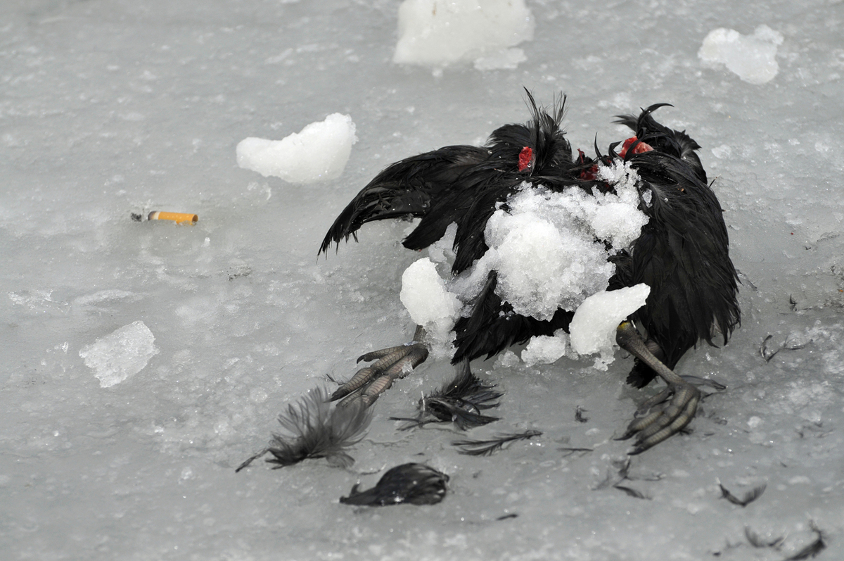 Gaál Zoltán Péter