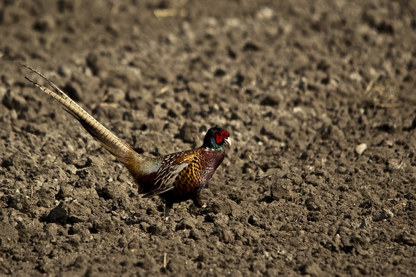 Rögös az út hazafelé