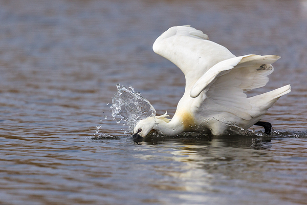 Kanalas kergeti a halakat.