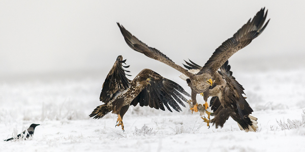 Harc a zsákmányért