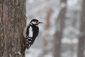 Zord idők Zord idők