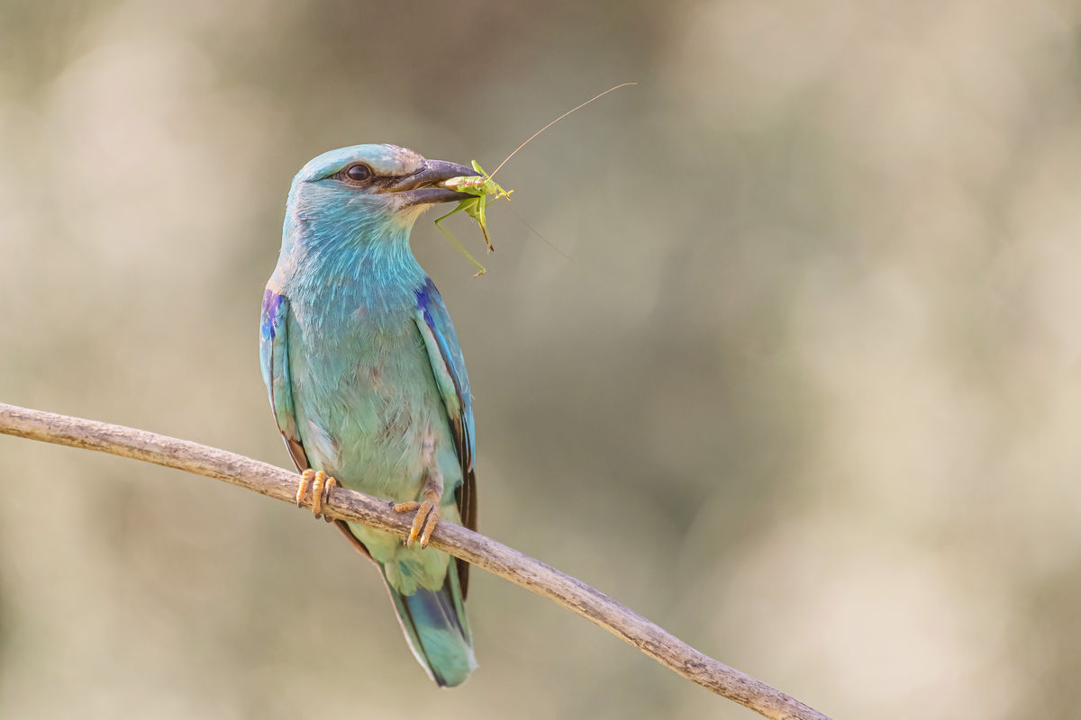 Gaál Zoltán Péter