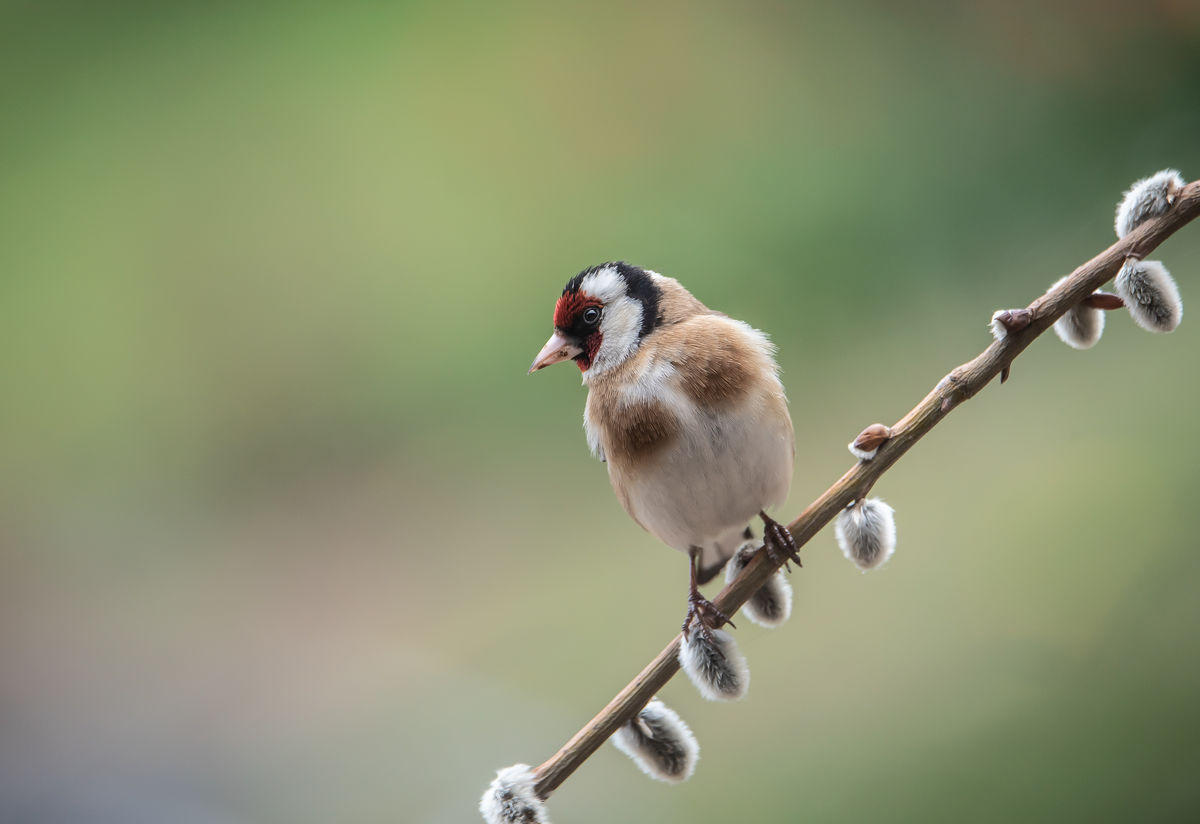 Darányiné Bakos Éva