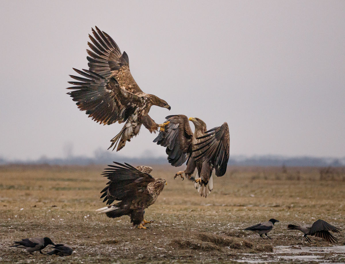 Gyenti-Kálvin Kinga