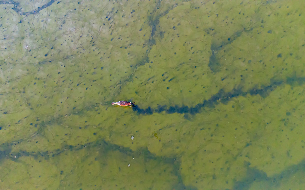 Benke Péter Valentin