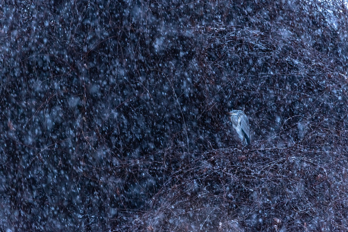 Darányiné Bakos Éva