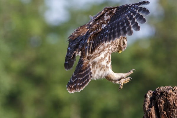 Landolásra felkészülni!