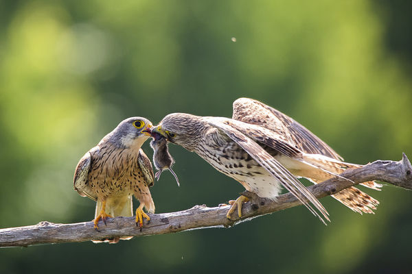 Meghoztam az ebédet