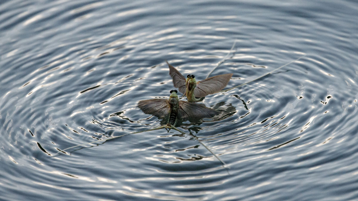 Gyenti-Kálvin Kinga