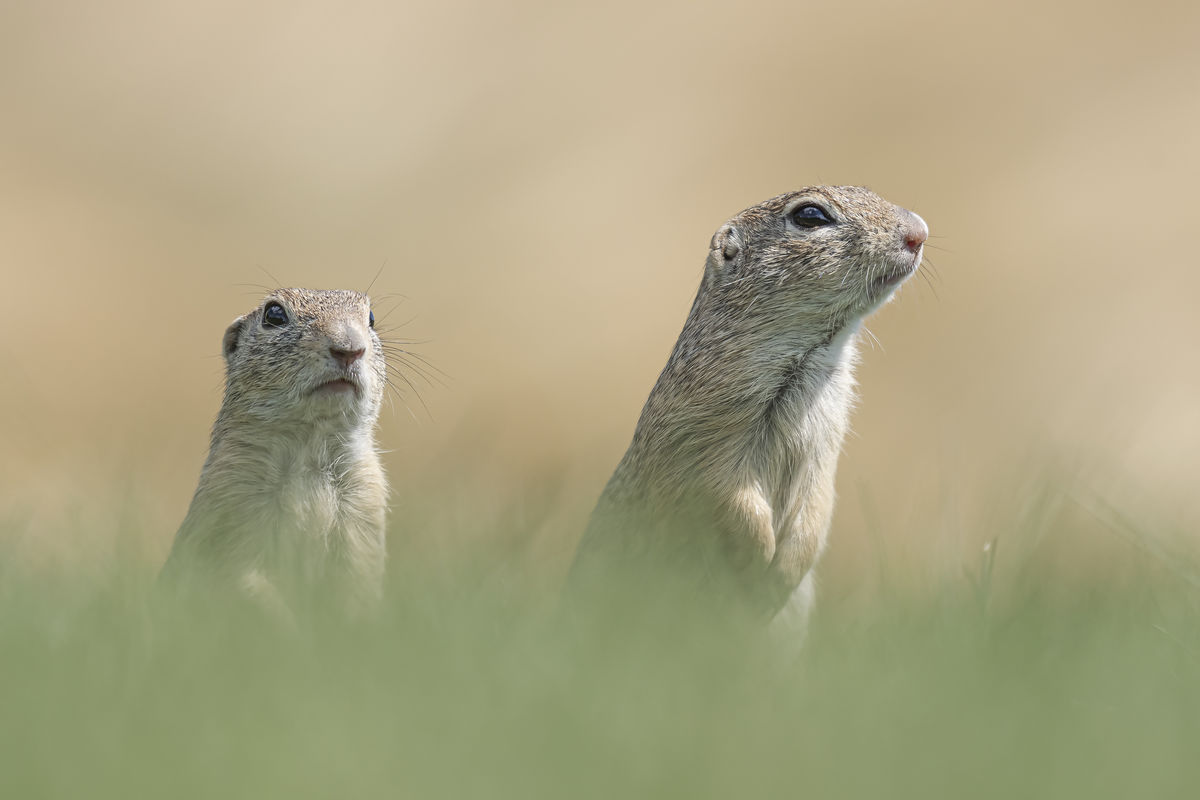 Gaál Zoltán Péter