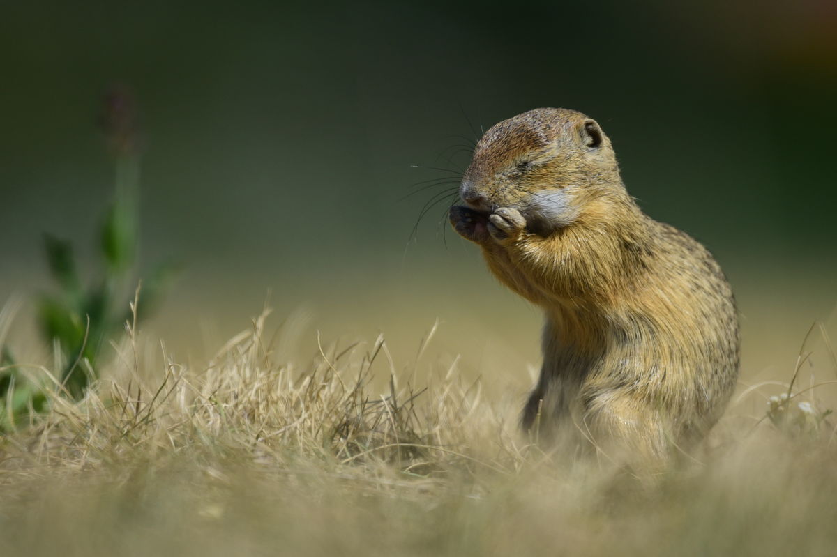 Dr. Rátkainé Kádár Andrea