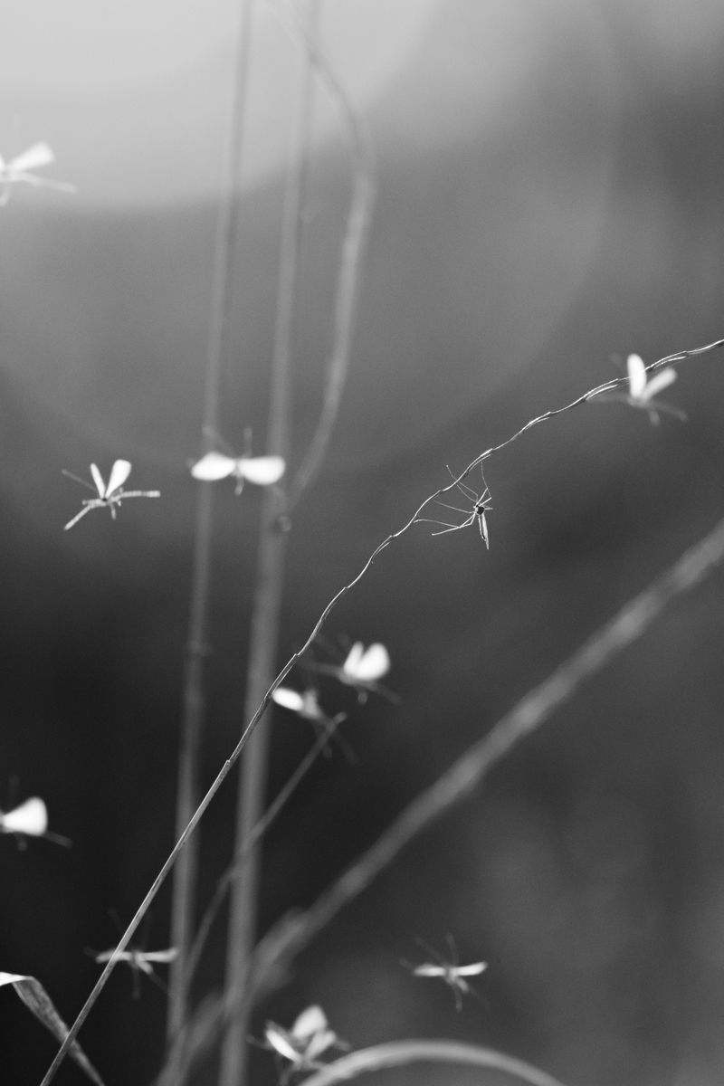 Gémné Kovács Anita