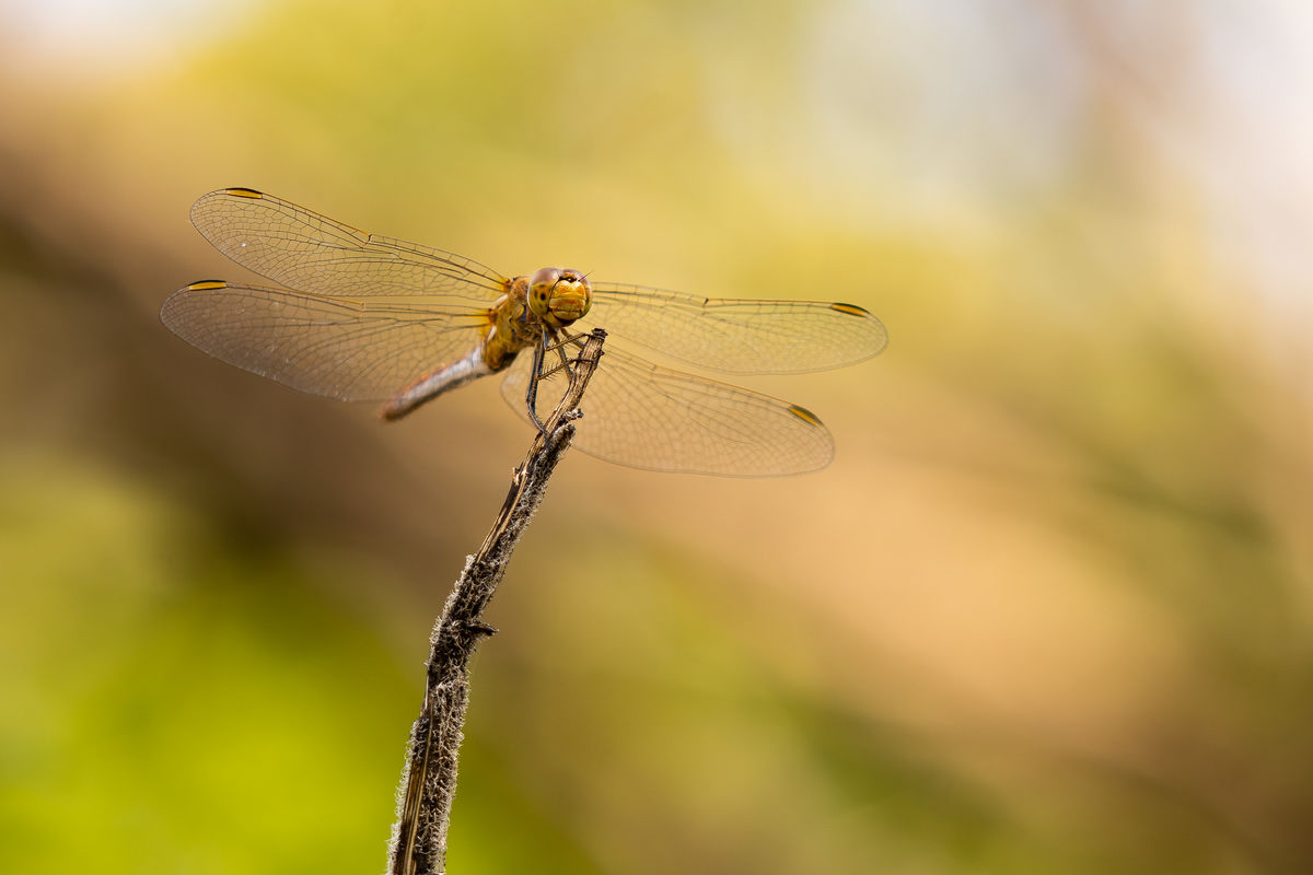 Pálinkás Csaba János