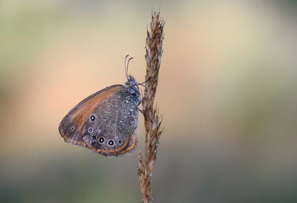 Hajnali szárítkozás