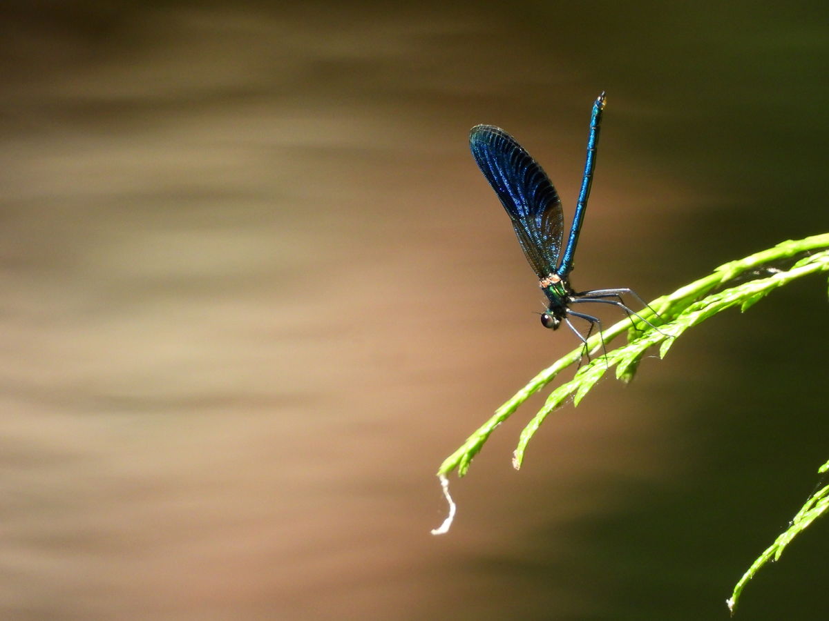 Kónya Máté Bertalan