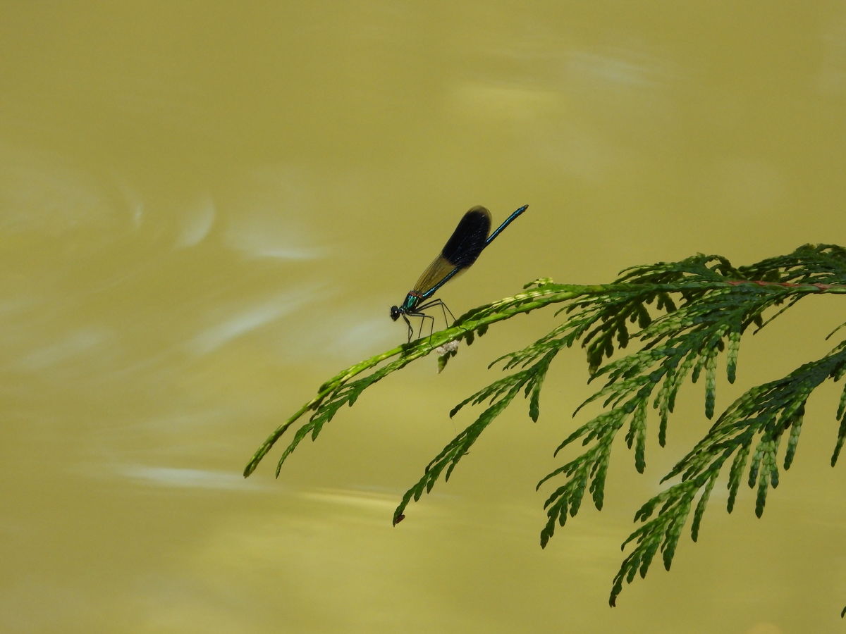 Kónya Máté Bertalan