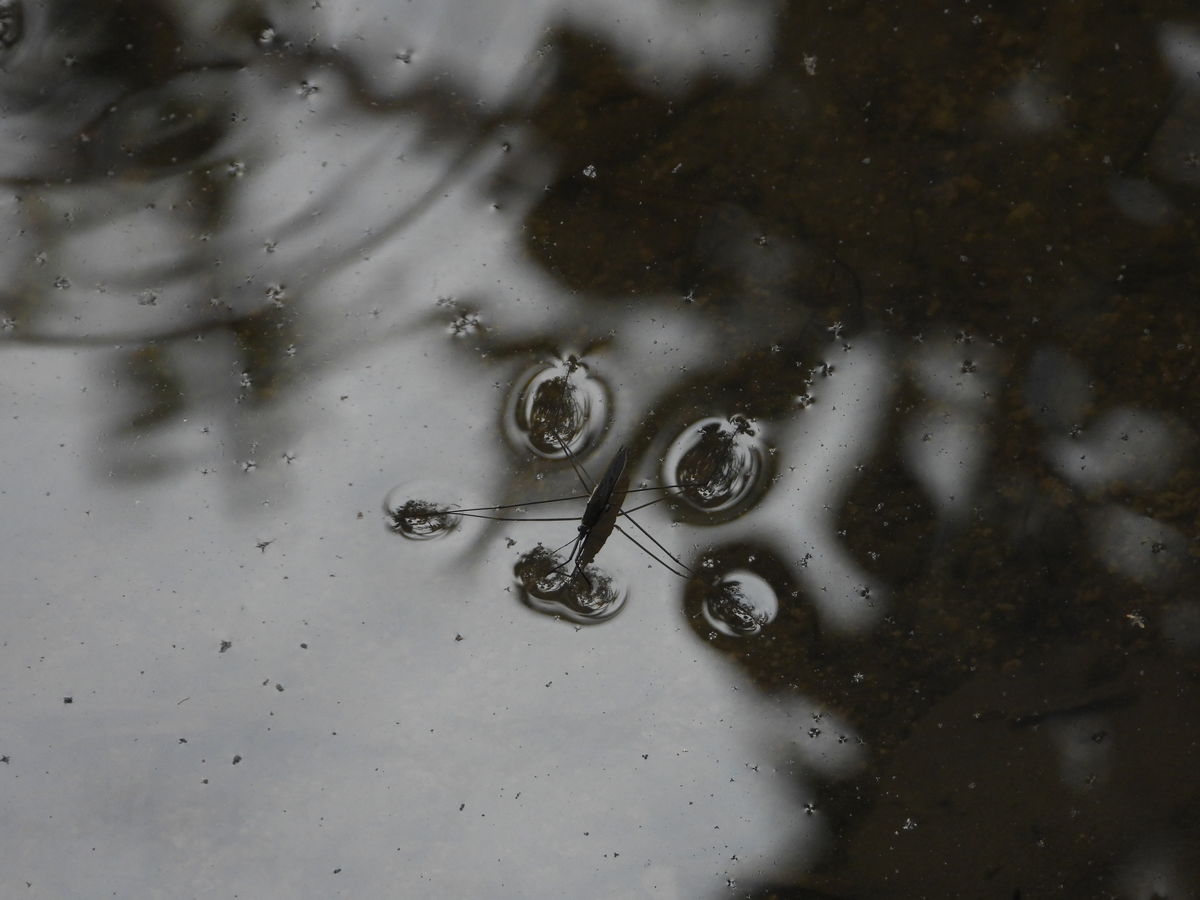 Kónya Máté Bertalan