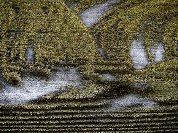 Belvíz, eketalp és szárazság nyomai a napraforgómezőn