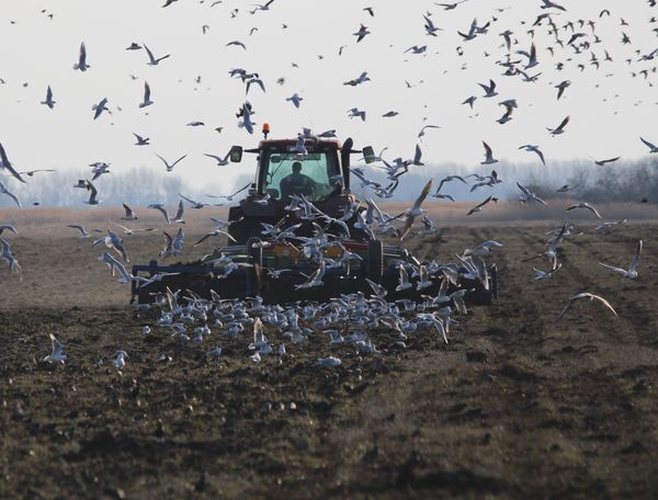 Összegyültek a sirályok
