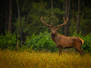 Esőben állva Esőben állva