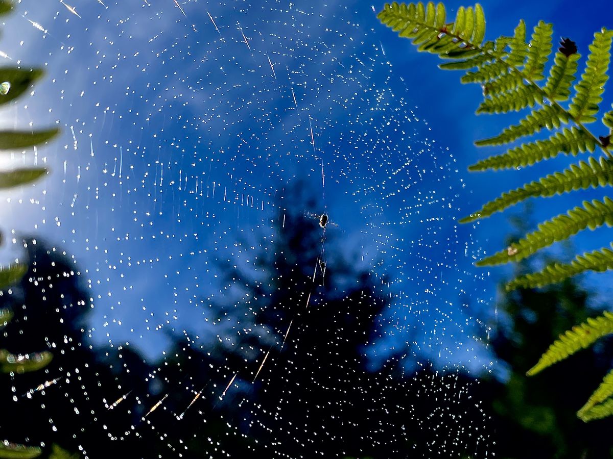 Presztolánszky Ágnes