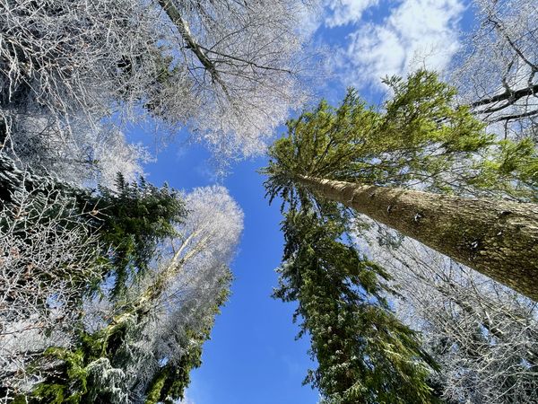 Zúzmarás óriások