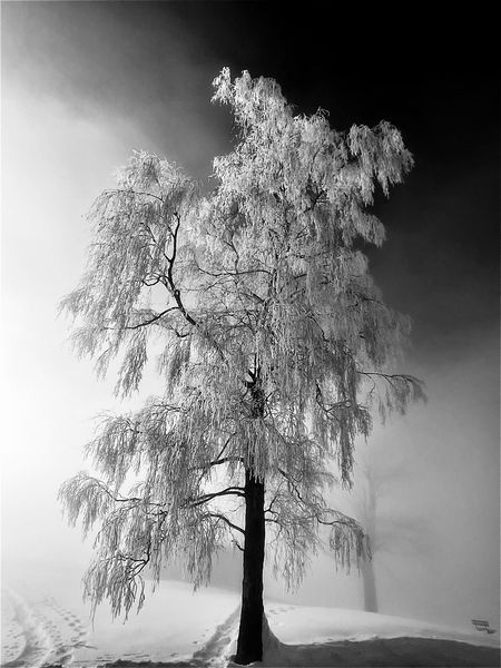 Egy zúzmarás, ködös reggelen