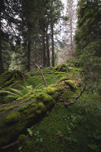 Az élő erdő Az élő erdő