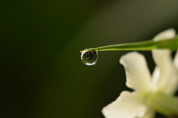 Kitartó harmatcsepp