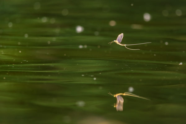 A nyárzöld folyó virága