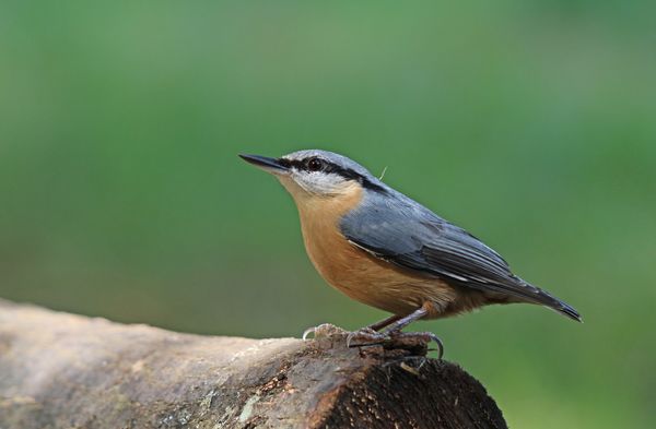 Szemlélődő csuszka