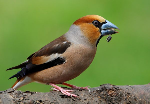 Ropogtató meggyvágó