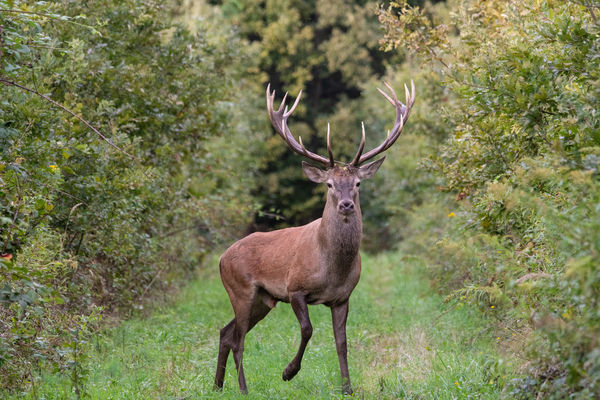 Érkezik az erdő királya