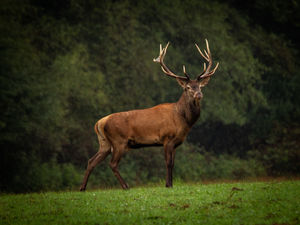 Az erdő ajándéka! Az erdő ajándéka!