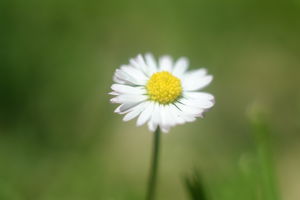 "Nyárkerék" "Nyárkerék"