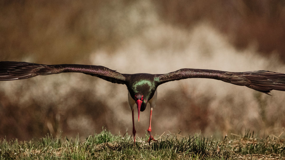 Gémné Kovács Anita