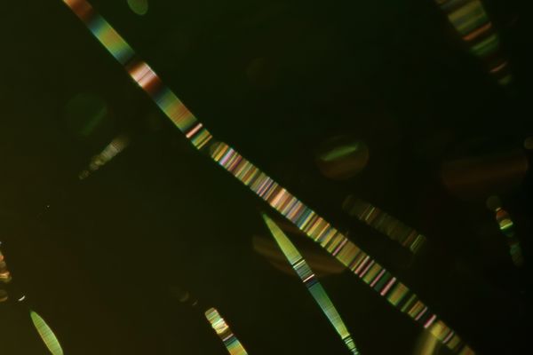 A pókok békezászlói