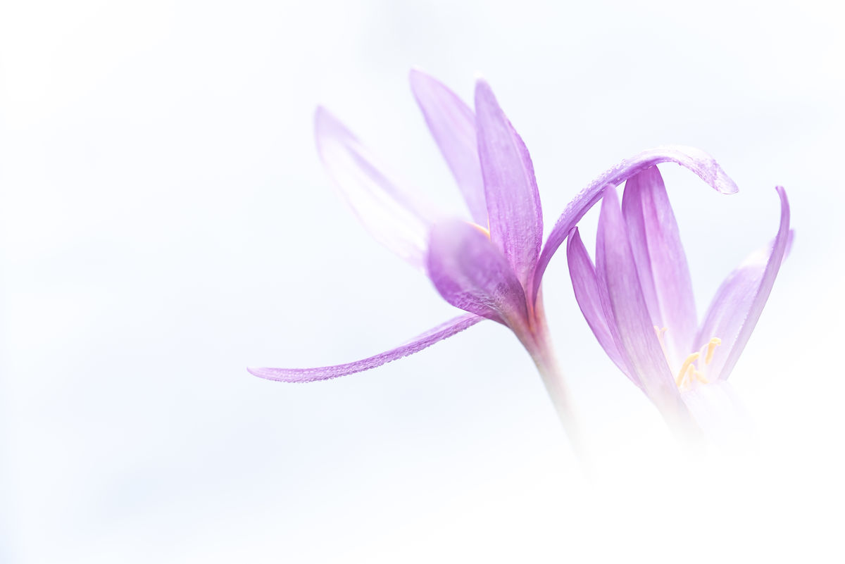 Darányiné Bakos Éva