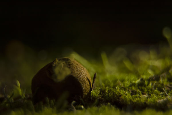 Gombaspóra a sötét erdőben