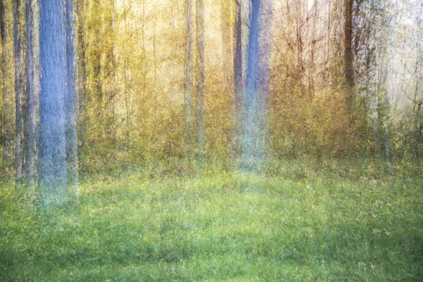 Fák festményi kinézettel