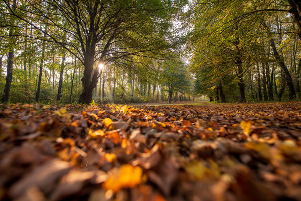 Sokszínű Kis-Balaton