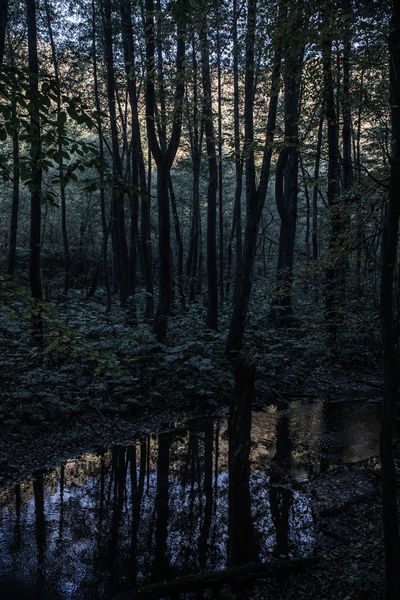 Patakpart alkonyatkor