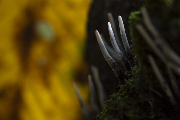 Égre néző agancsok